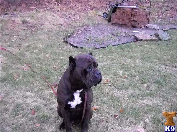 Puppies in Akron