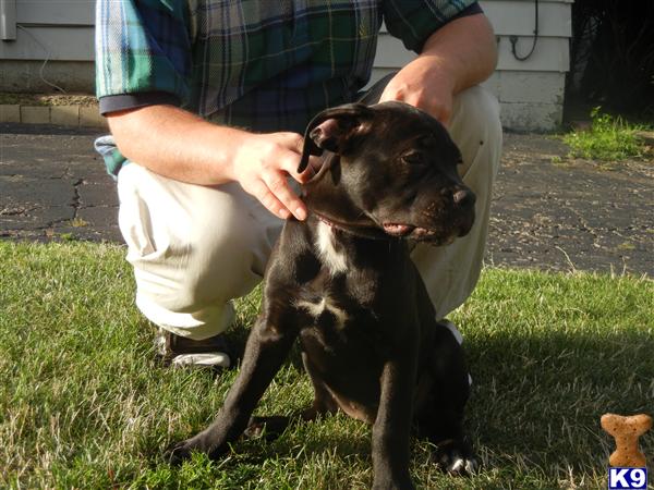 Puppies in Akron