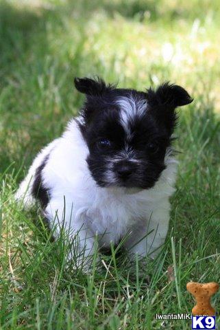 Mi-Ki Puppies for Sale