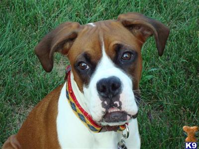 Stud Dogs - Boxer