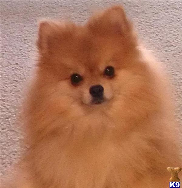 Stud Dogs - Pomeranian