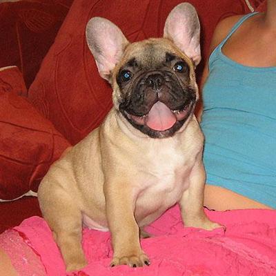 French Bulldog Puppies for Sale