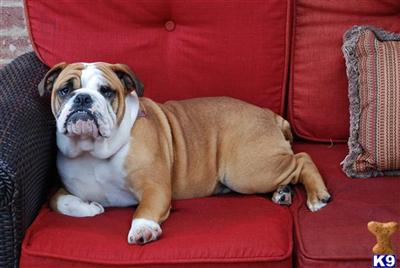 Stud Dogs - English Bulldog
