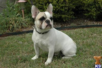 Stud Dogs - French Bulldog