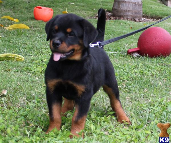 rottweiler puppies in florida document moved rottweiler puppies in florida document moved