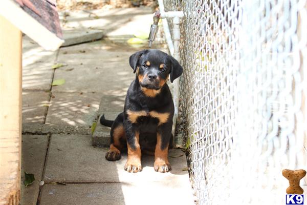 rottweiler puppies for sale in florida document moved rottweiler puppies for sale in florida document moved