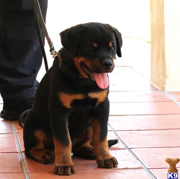 rottweiler puppies for sale in florida document moved rottweiler puppies for sale in florida document moved