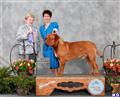 Dogue De Bordeaux