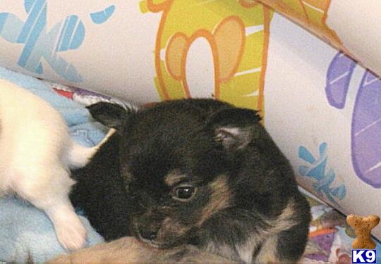 Chihuahua Puppies in TX