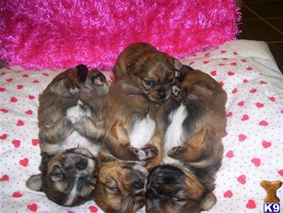 Puppies in AR