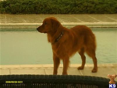 Stud Dogs - Golden Retriever