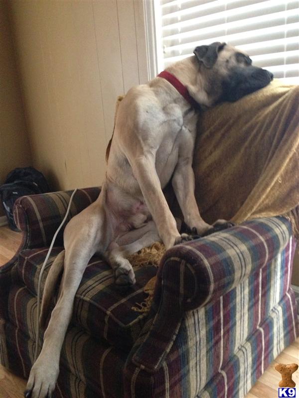 Stud Dogs - Mastiff