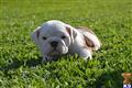 Bulldog