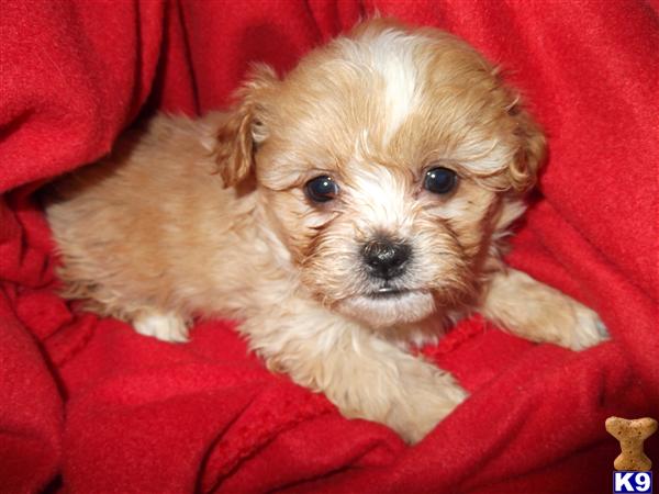 Shih Tzu Puppies