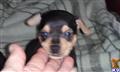 Miniature Pinscher