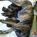 Belgian Malinois