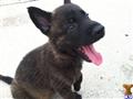 Dutch Shepherd
