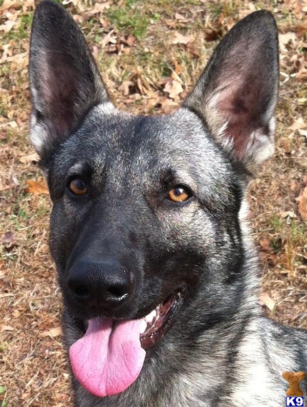 Stud Dogs - German Shepherd