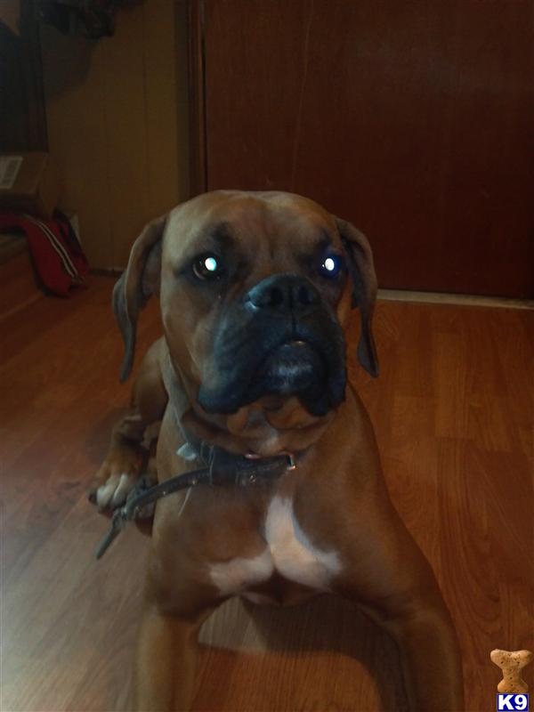 Stud Dogs - Boxer