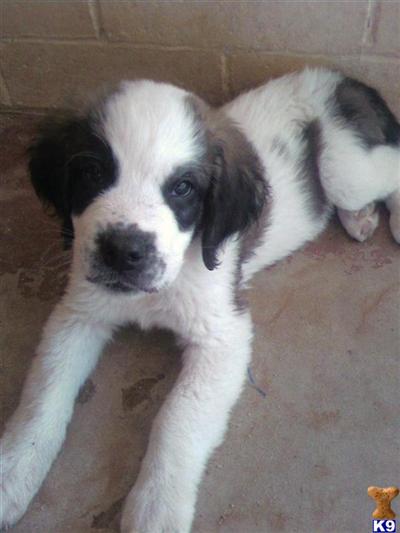Saint Bernard Puppies for Sale