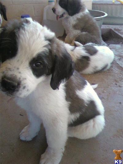 Saint Bernard Puppies for Sale