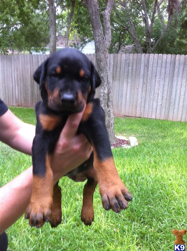 Doberman Pinscher Puppies in TX