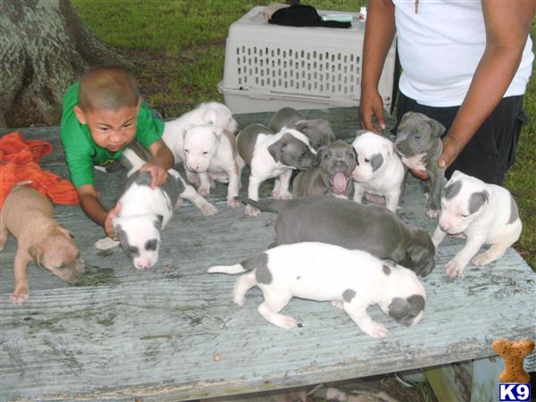 American Pit Bull Puppies in TX