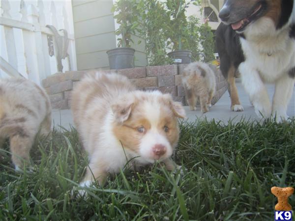 Puppies in Corona