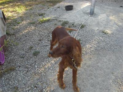 Dogs - Irish Setter