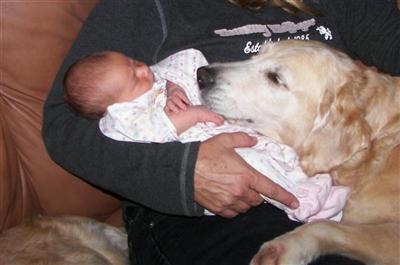 Golden Retriever Puppies in FL