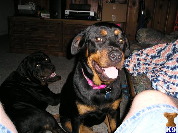 Rottweiler Puppies