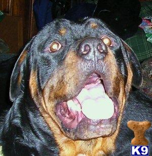 Rottweiler Puppies