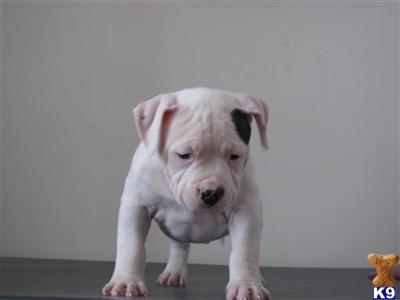Puppies in WI