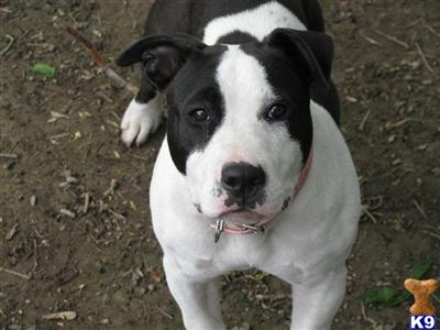 Puppies in Racine