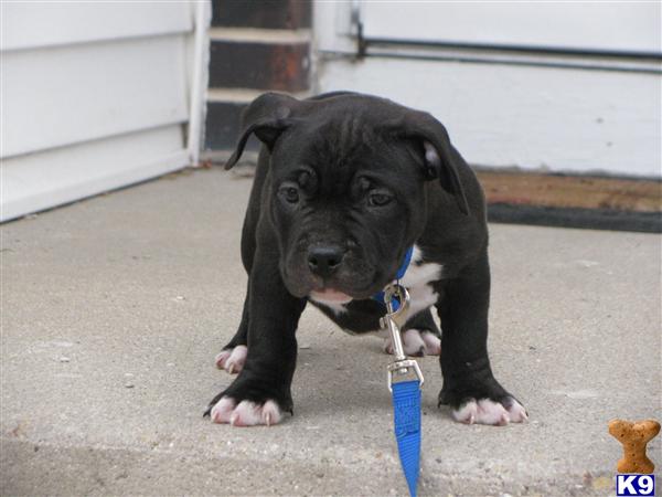 Puppies in Racine