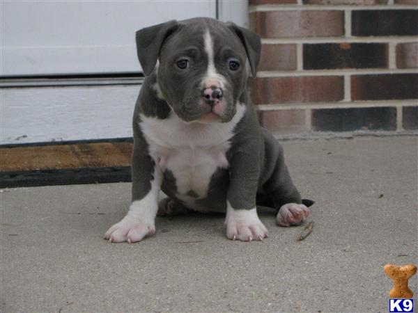 Puppies in Racine