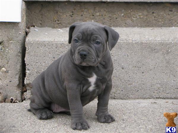 Puppies in Racine