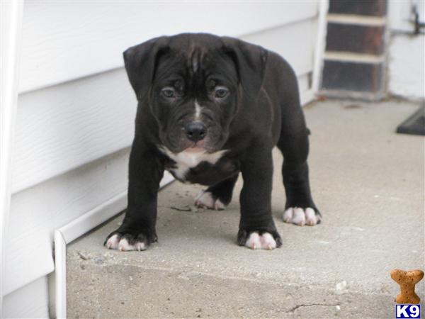 Puppies in Racine