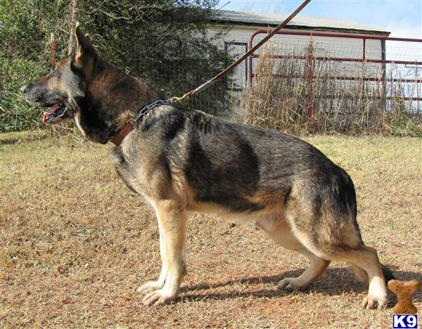 Stud Dogs in OK