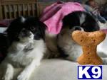 Japanese Chin Puppies