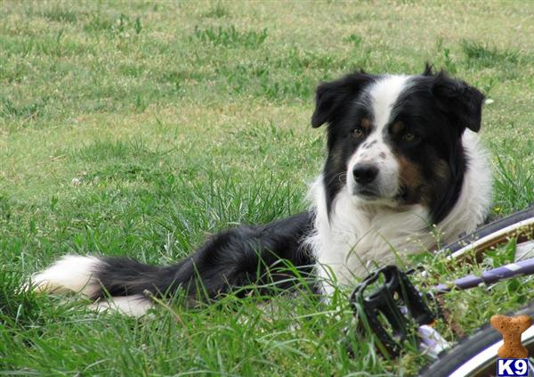 Stud Dogs - Border Collie