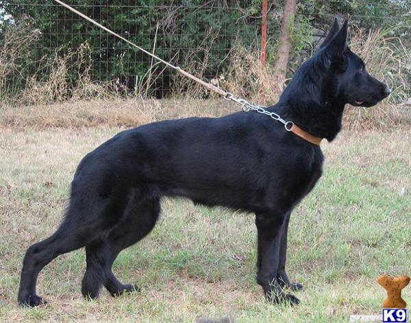Female Dogs