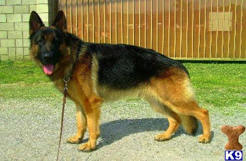 Dogs for Sale in OK