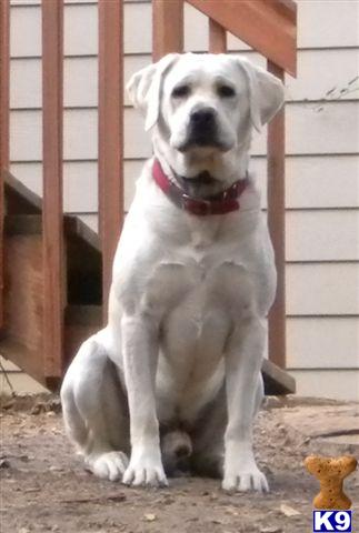 Stud Dogs - Labrador Retriever