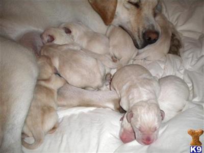 Labrador Retriever Puppies for Sale