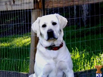 Stud Dogs - Labrador Retriever
