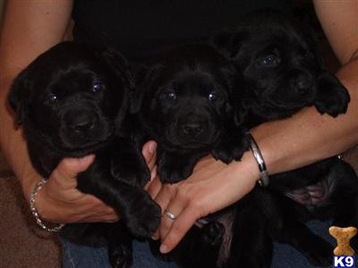 Labrador Retriever Puppies for Sale