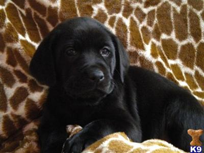 Labrador Retriever Puppies for Sale
