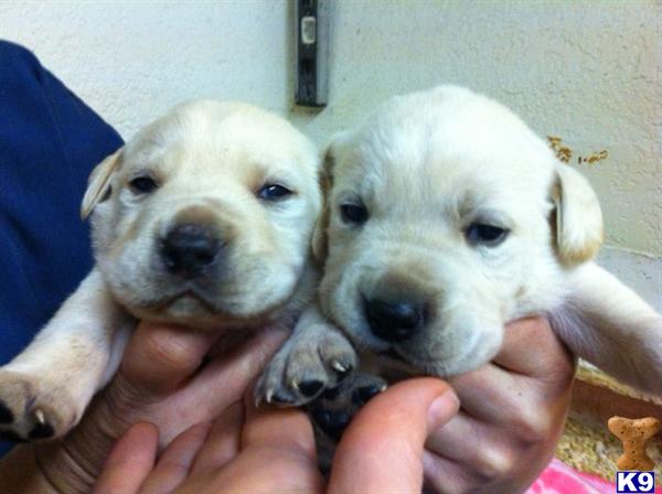 Puppies in Prunedale