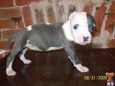 Puppies in NEW ORLEANS